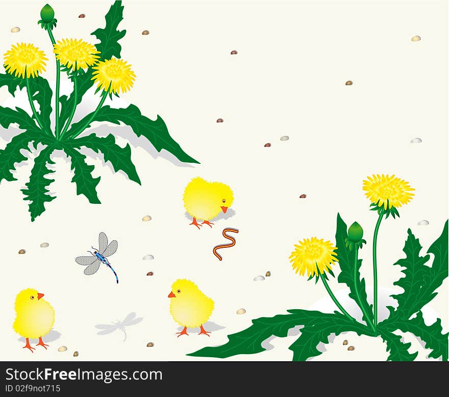 Chickens and dandelions in sun weather