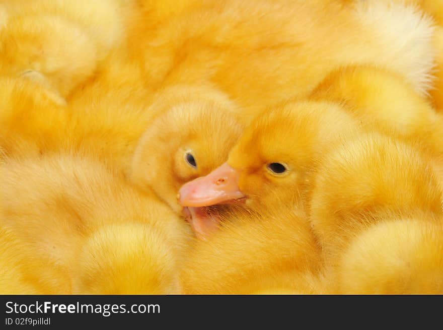 Ducklings