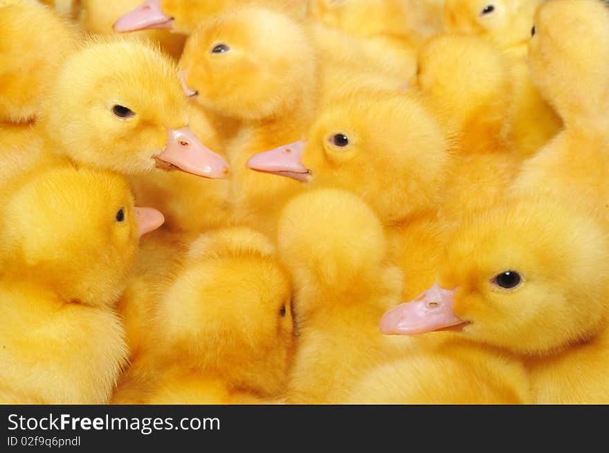 Ducklings