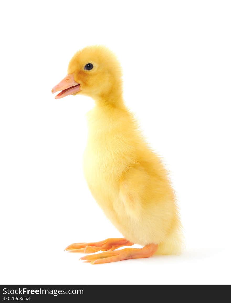 Duckling