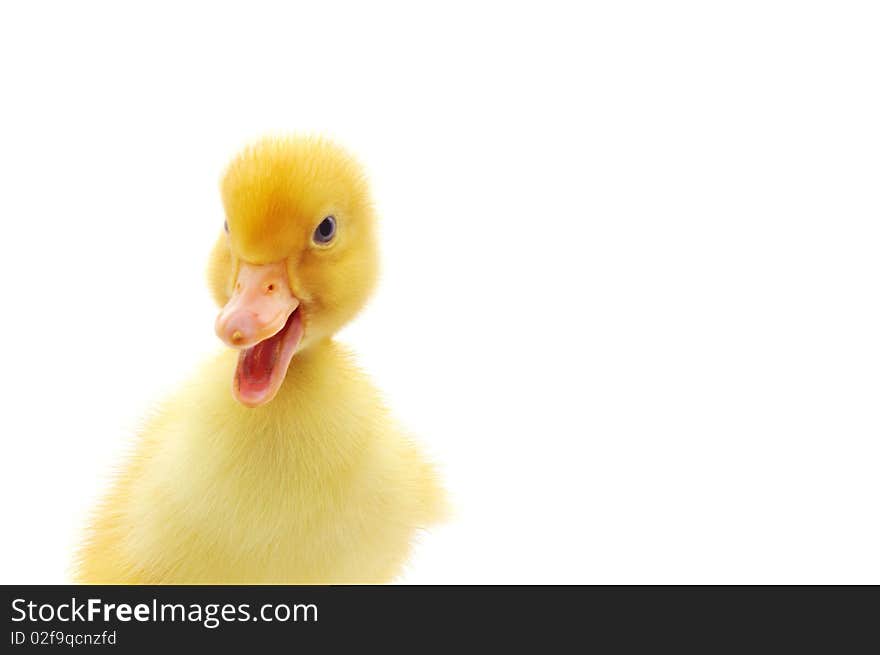 Duckling