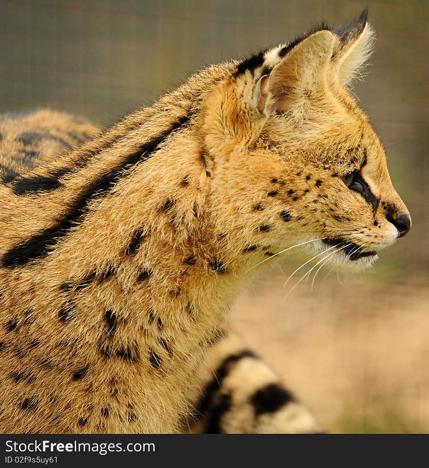 Serval