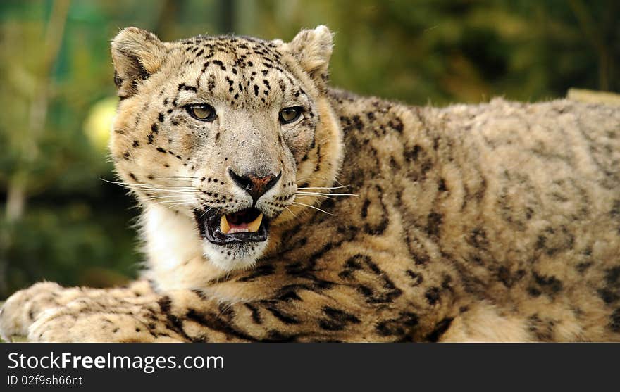 Snow leopard close up in colour. Snow leopard close up in colour