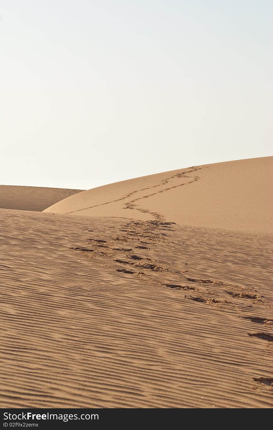 Foot prints in the desert sand. Foot prints in the desert sand