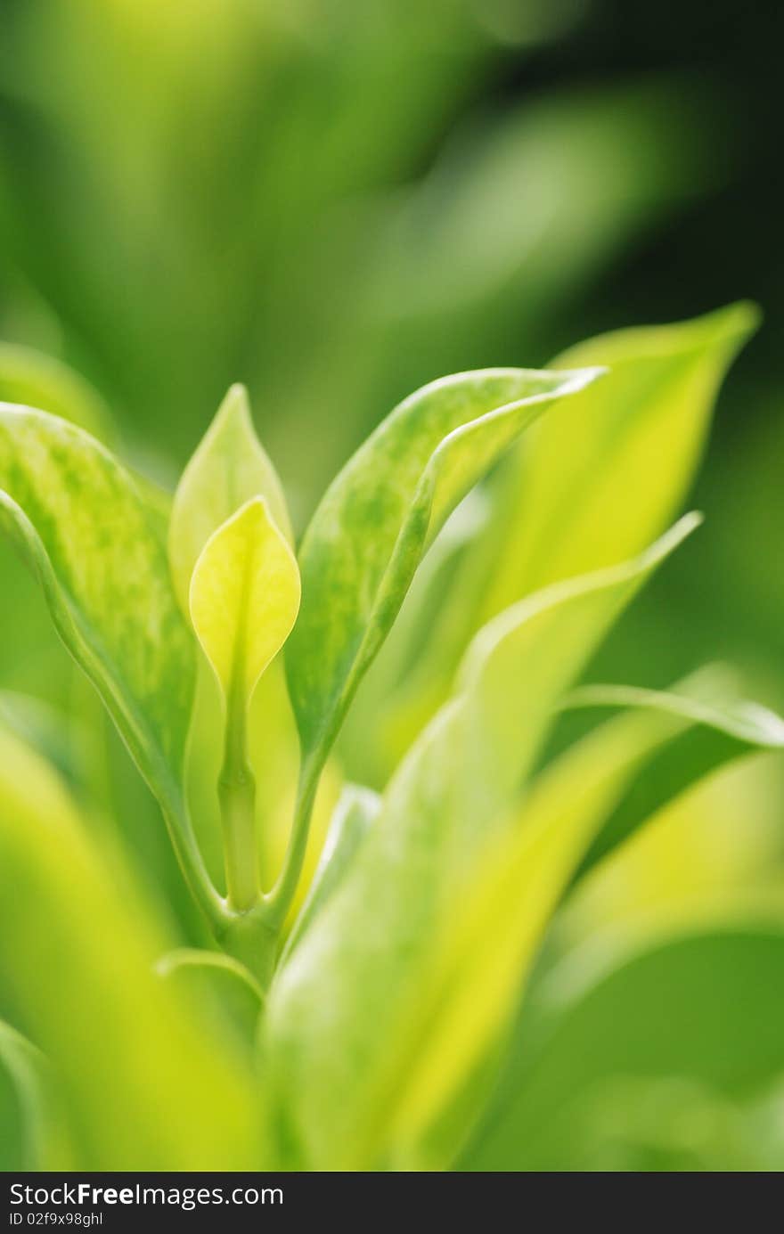 Verdure spring leaves