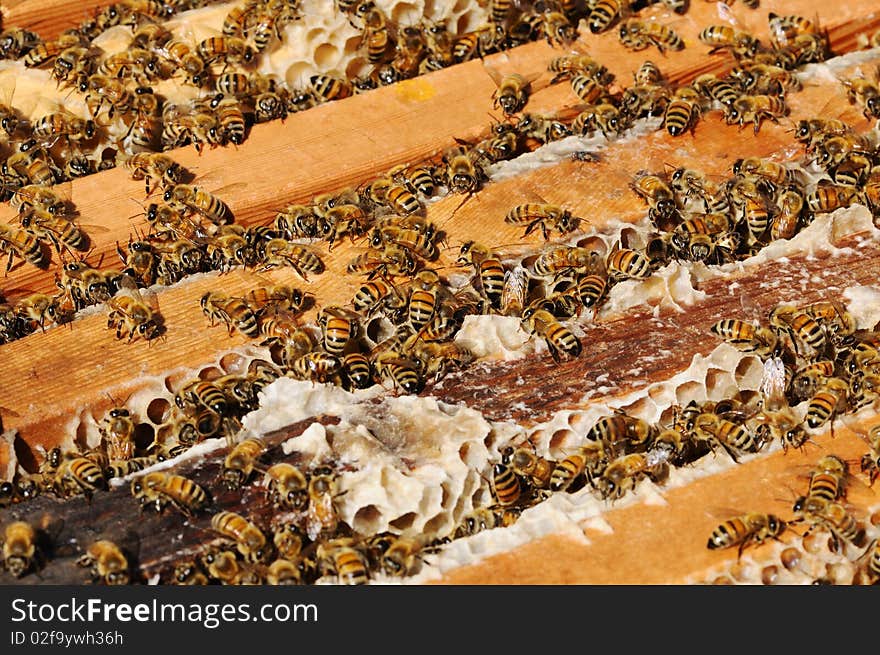 Bees work on a honeycomb