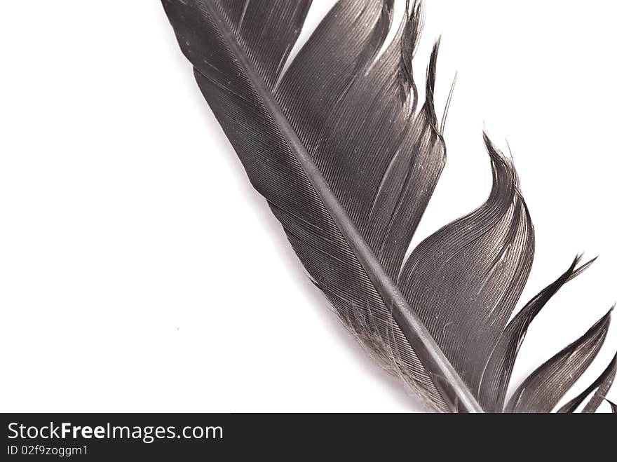 Feather