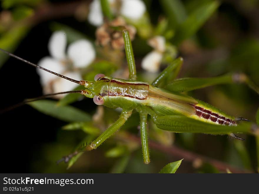 Little Grasshopper on a background of garden flowers. Little Grasshopper on a background of garden flowers