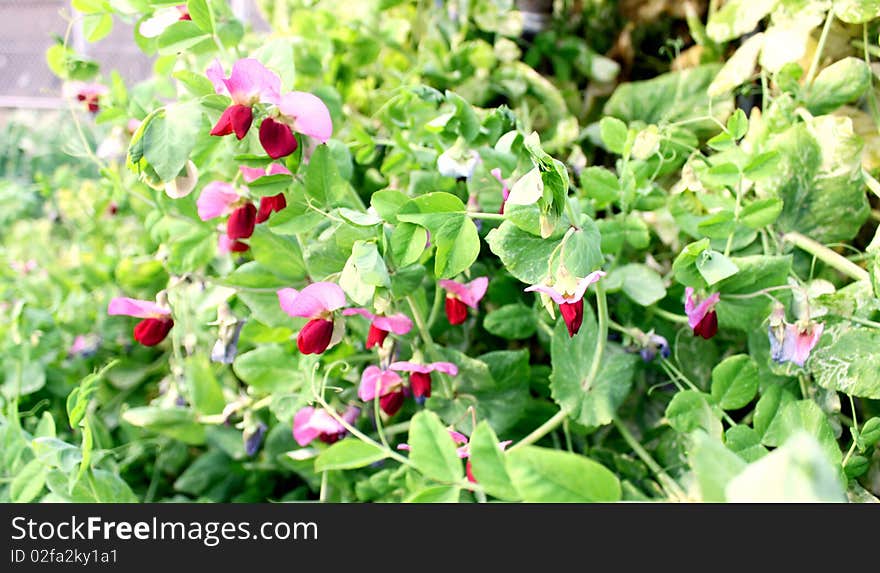 Sweet pea flowers blooming on a spring time .