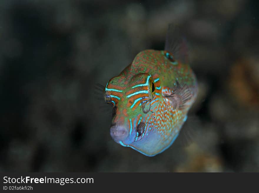 Colorful marine fish, taken at Laha Beach, Ambon, Indonesia. At about 10 meters depth close to coral reef. Colorful marine fish, taken at Laha Beach, Ambon, Indonesia. At about 10 meters depth close to coral reef