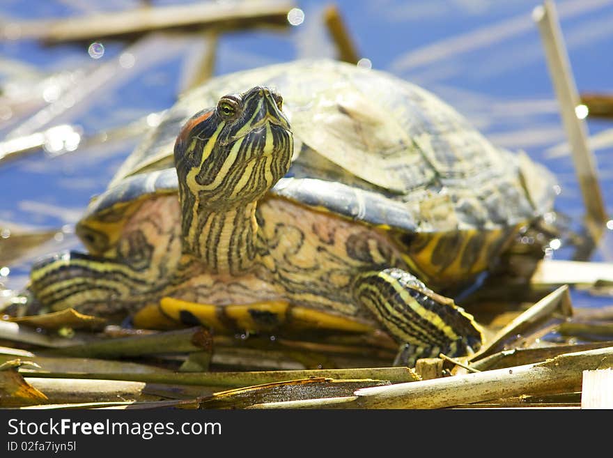 Red-eared Sliders (Trachemys scripta elegans)