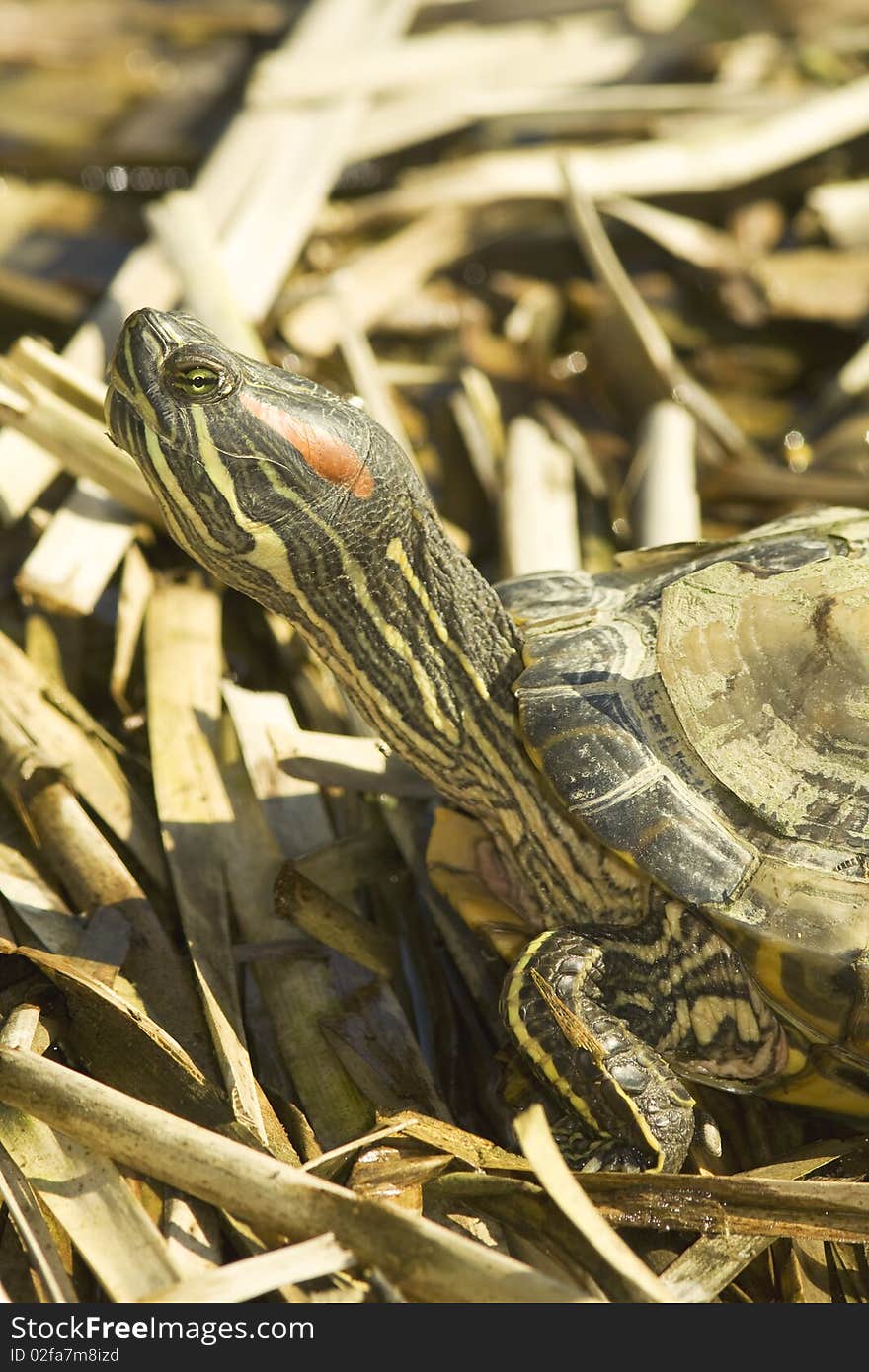 Red-eared Sliders (Trachemys Scripta Elegans)