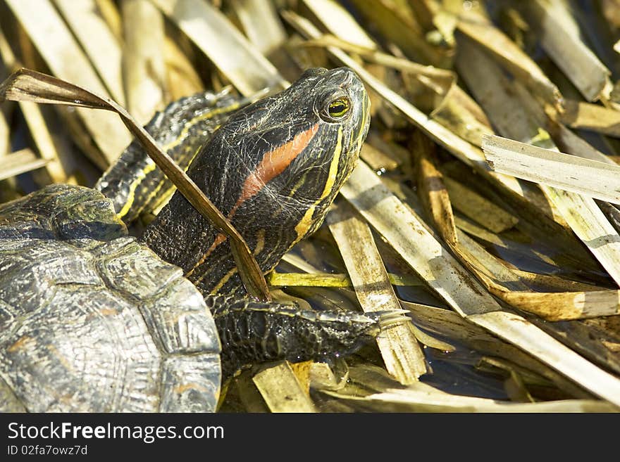 Red-eared Sliders (Trachemys Scripta Elegans)