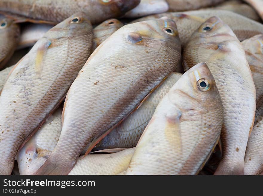 Fish in wet market