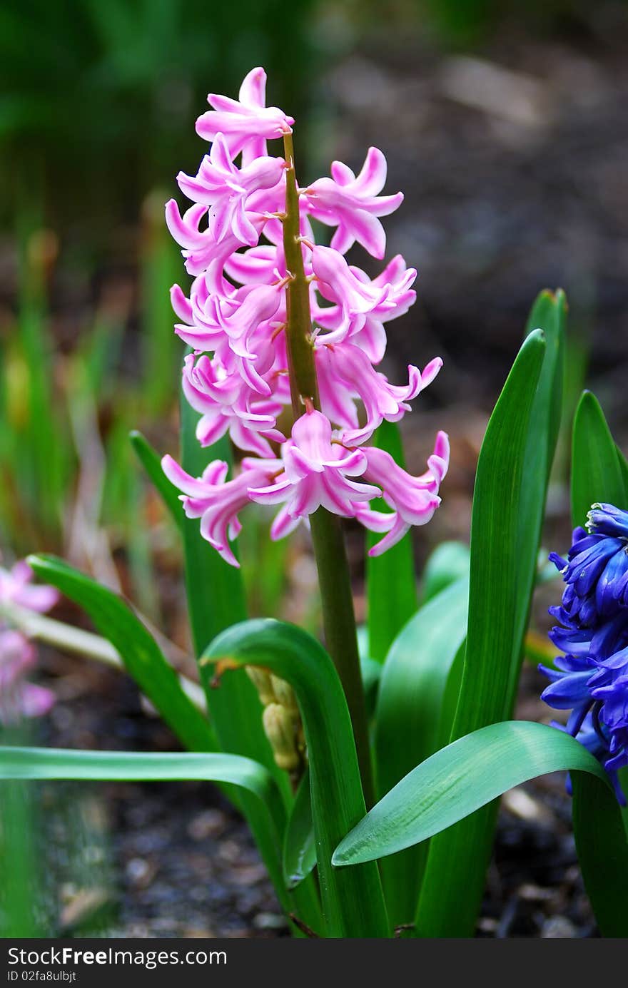 Vivid small pink flowers in a garden during Spring time