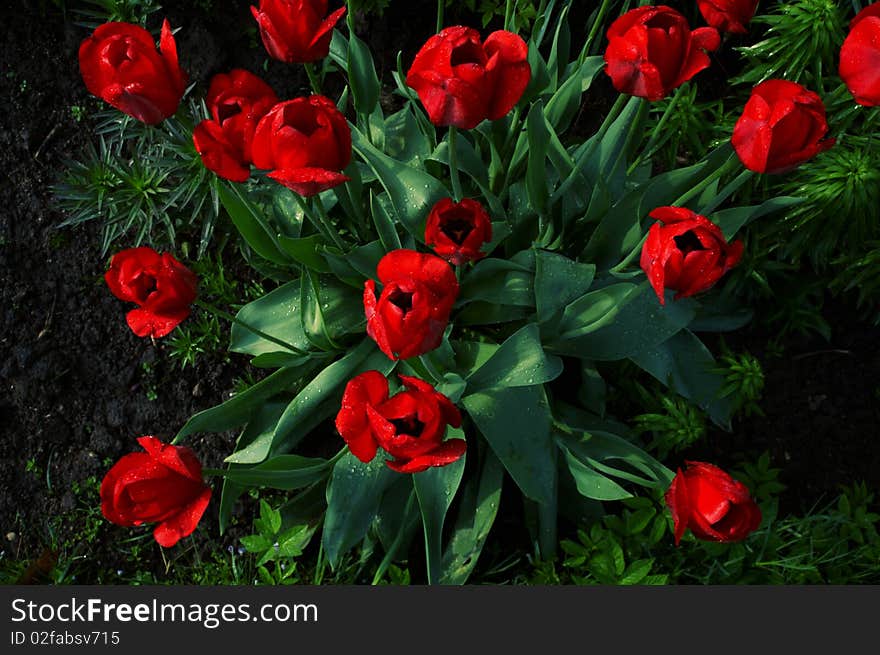 Top view on tulips on a garden-bed