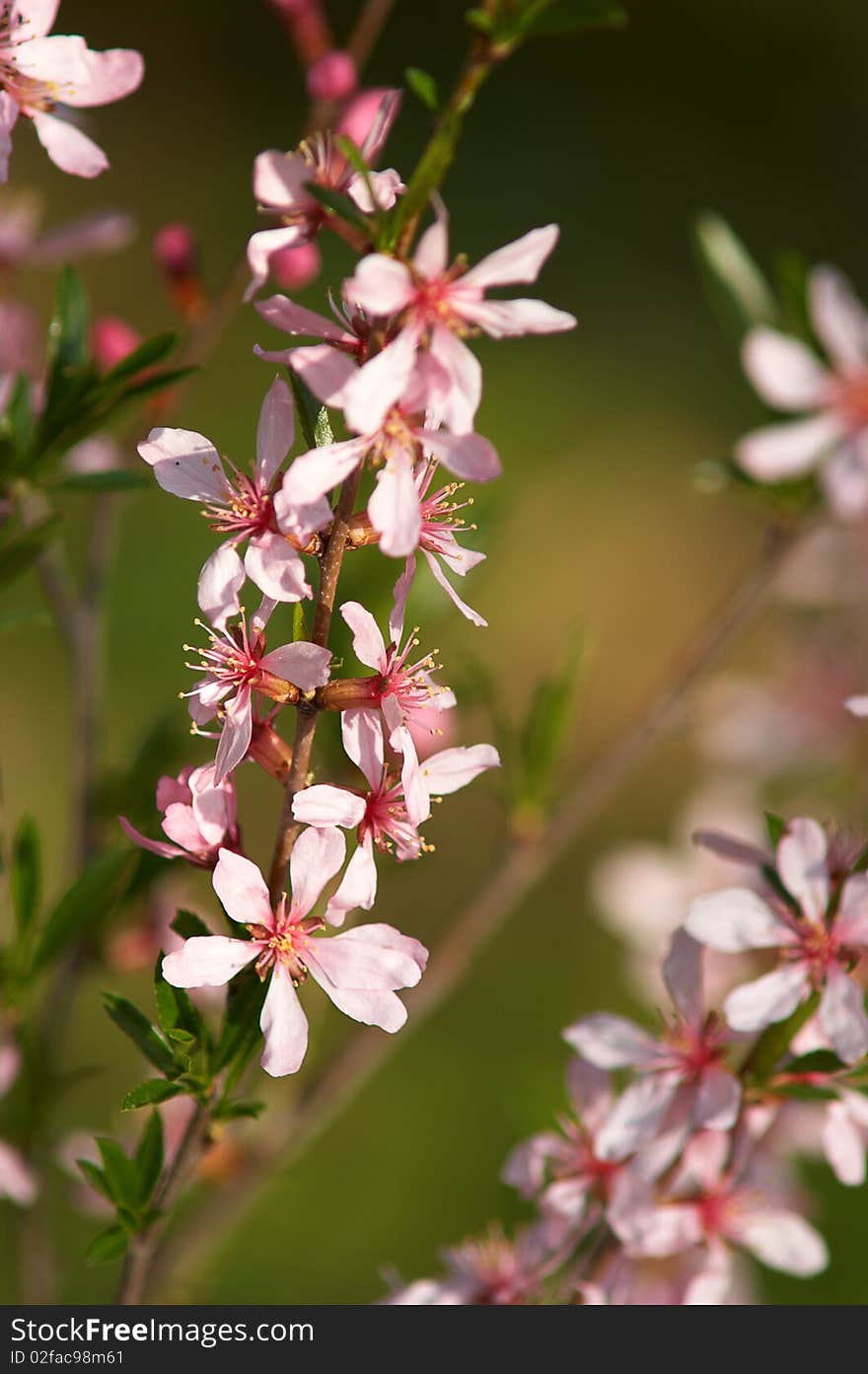 Branch of blossoming almonds