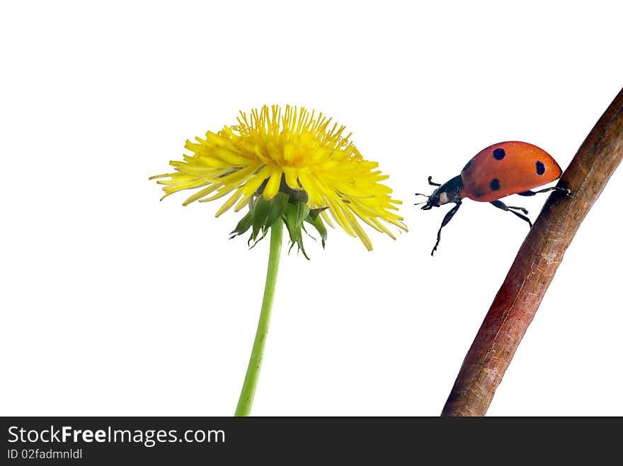 Crossing from stem on flower ladybug. Crossing from stem on flower ladybug