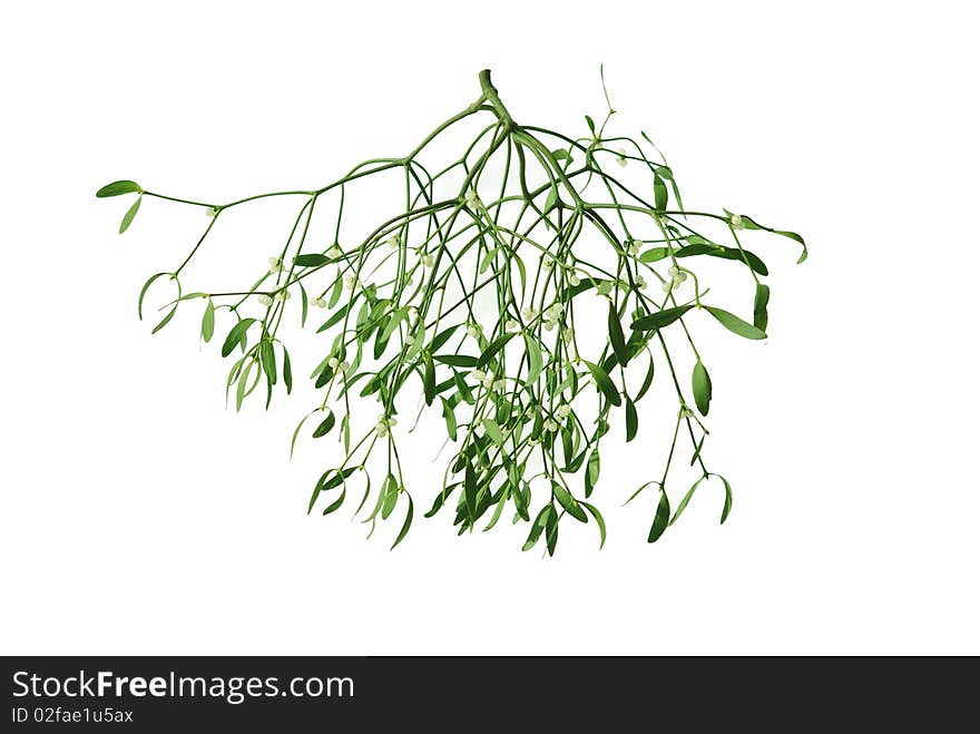 Mistletoe on white background