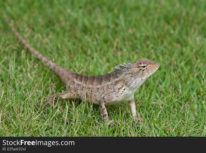 A garden lizard strolling in the grass