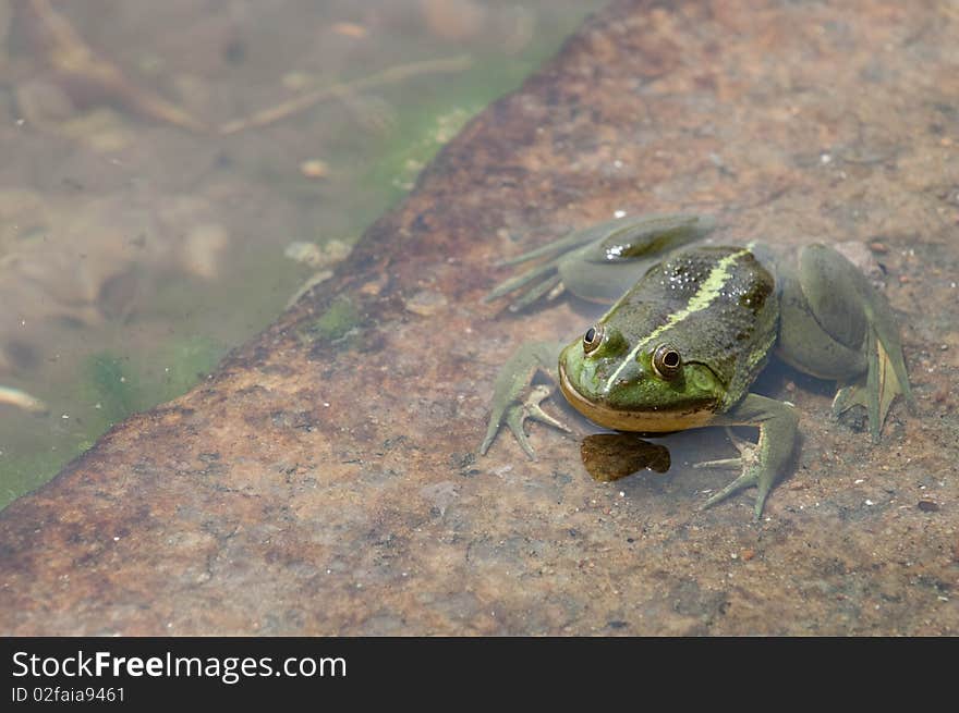 Green frog floating in the water