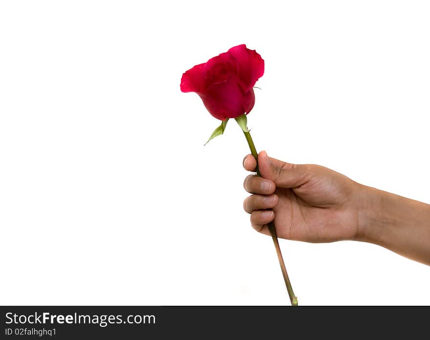 A hand holding a rose as a symbol of love. A hand holding a rose as a symbol of love