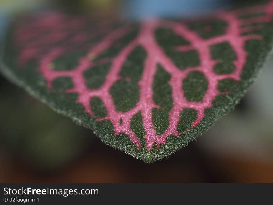 Juicy branching on kalanchoe's sheet photographed in macro. Juicy branching on kalanchoe's sheet photographed in macro