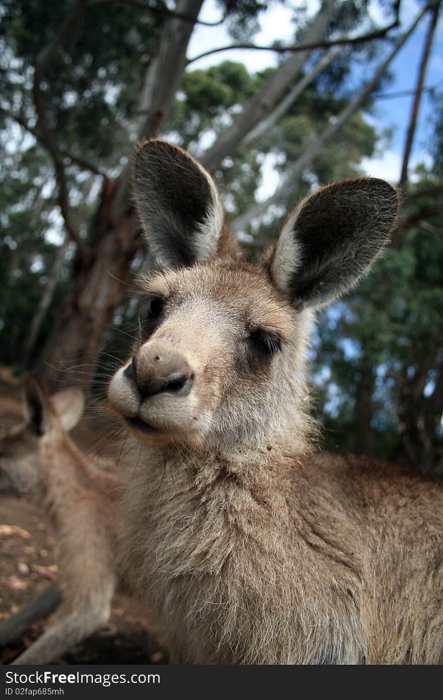 Curious Kangaroo