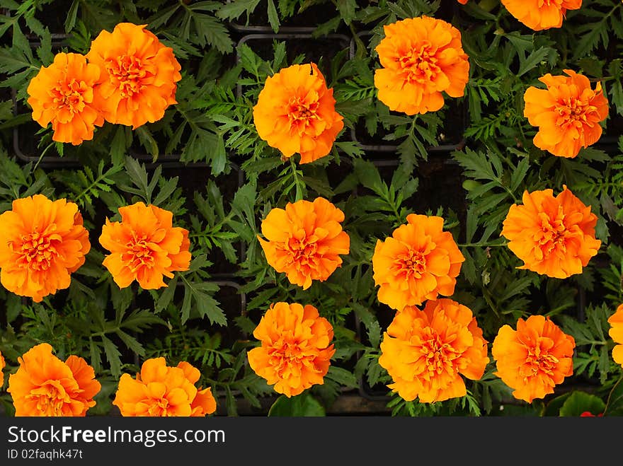 Orange flowers