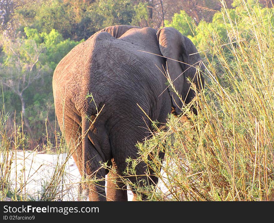 African elephant