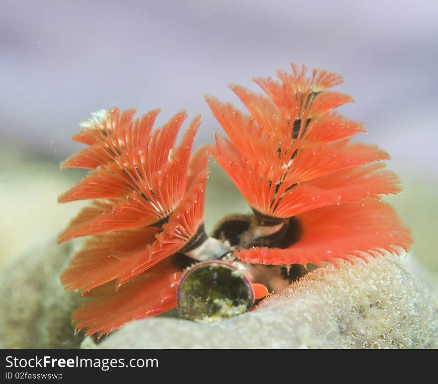 Spirobranchus giganteus,Christmas tree worms