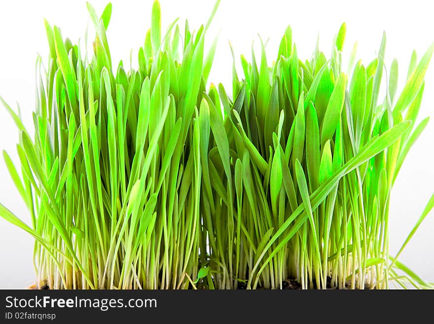 Close - up of the grass. Close - up of the grass