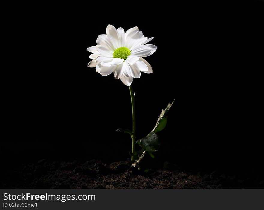 White daisy flower