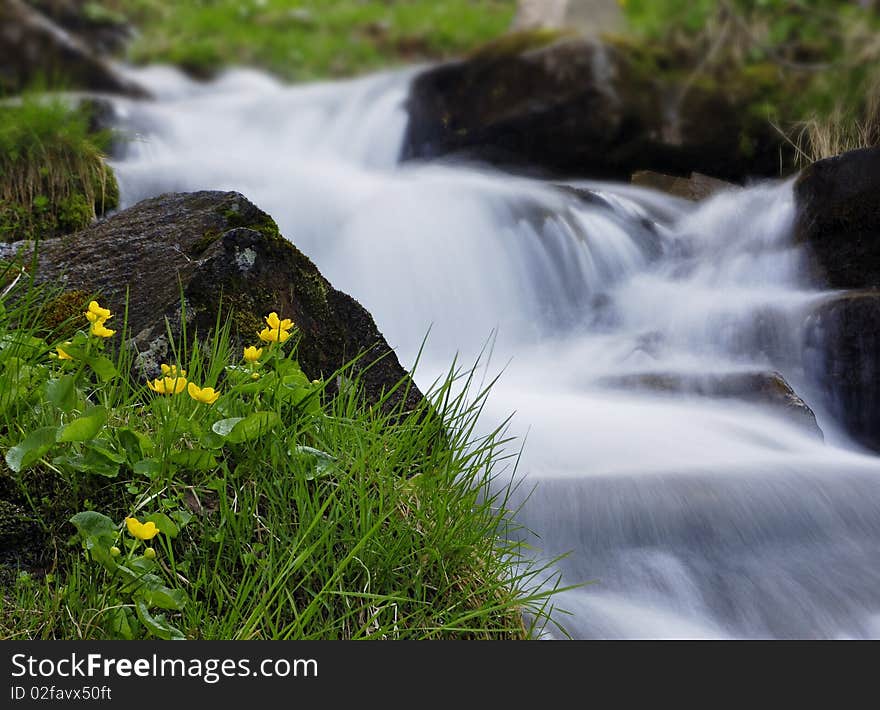 The cascade of the mountain river and yellow flowers