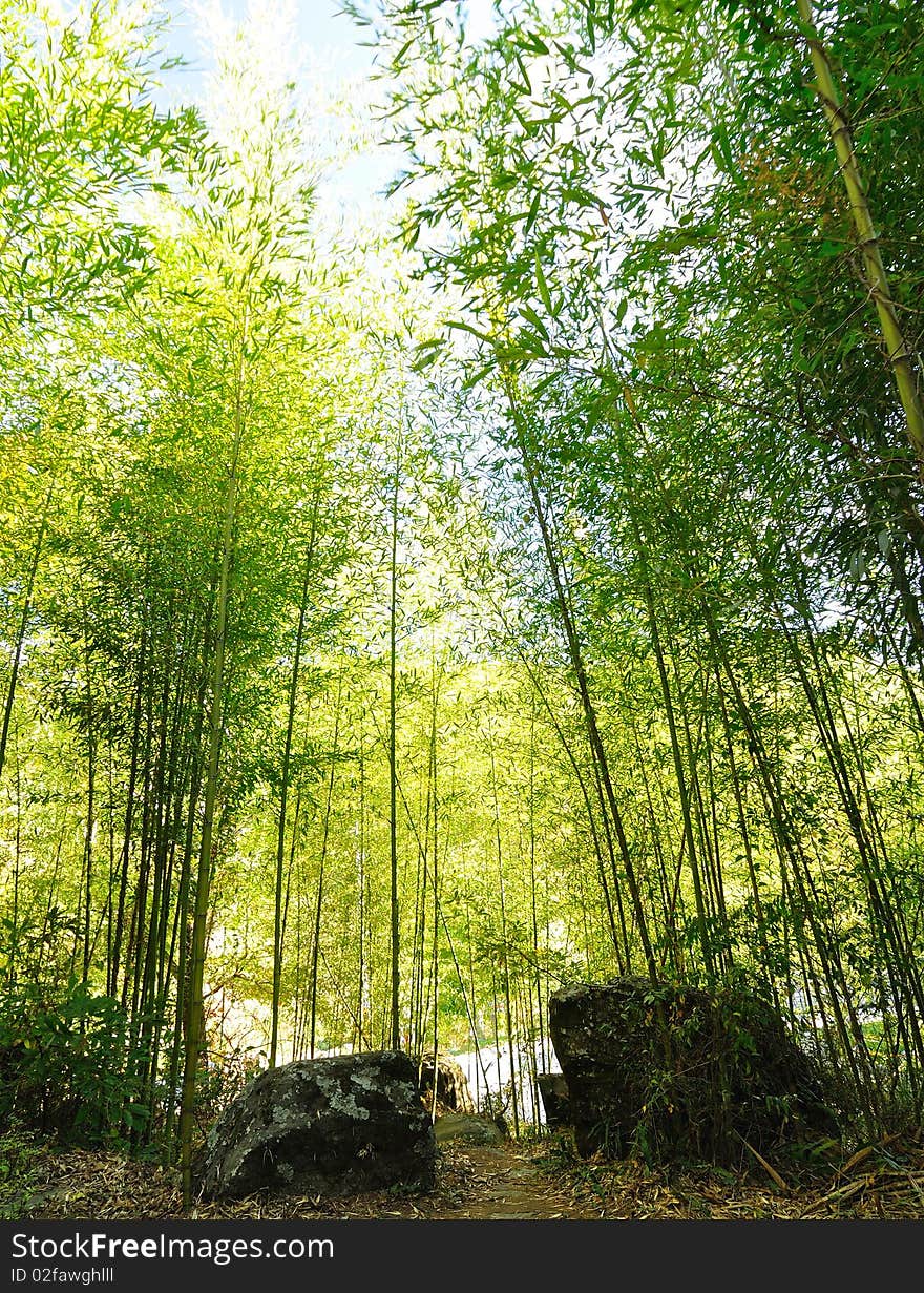 A bamboo forest with some rocks