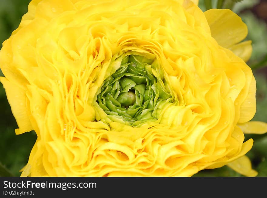 Yellow flower macro