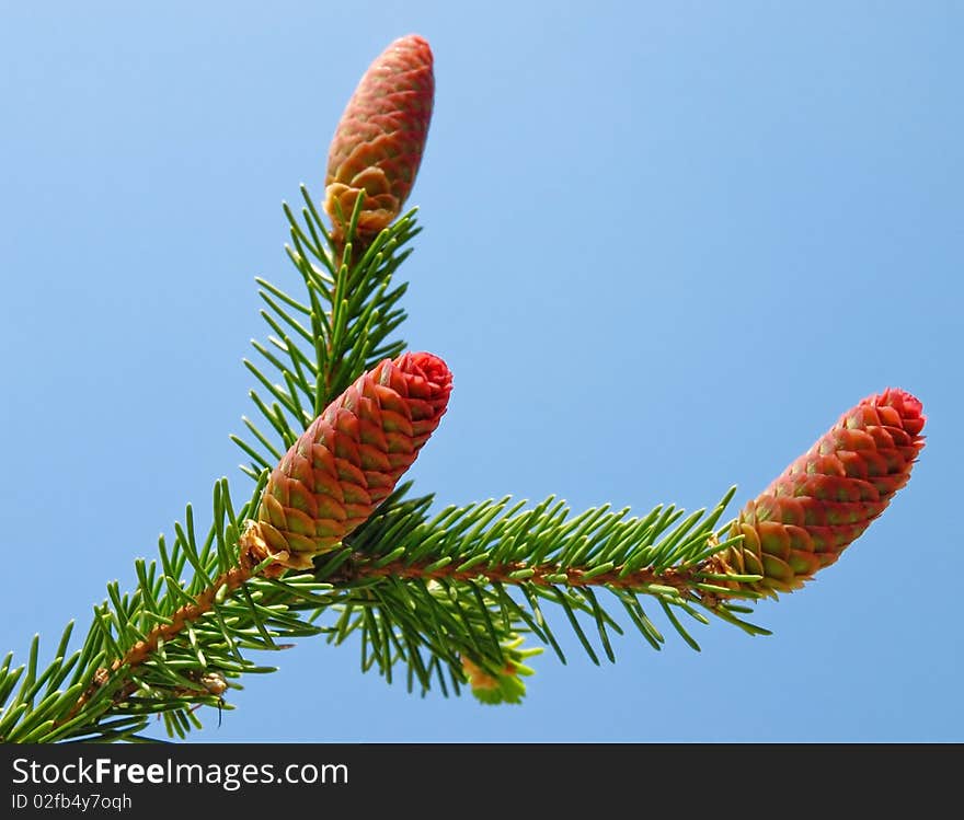 Fir branch with young cones isolated over blue. Fir branch with young cones isolated over blue