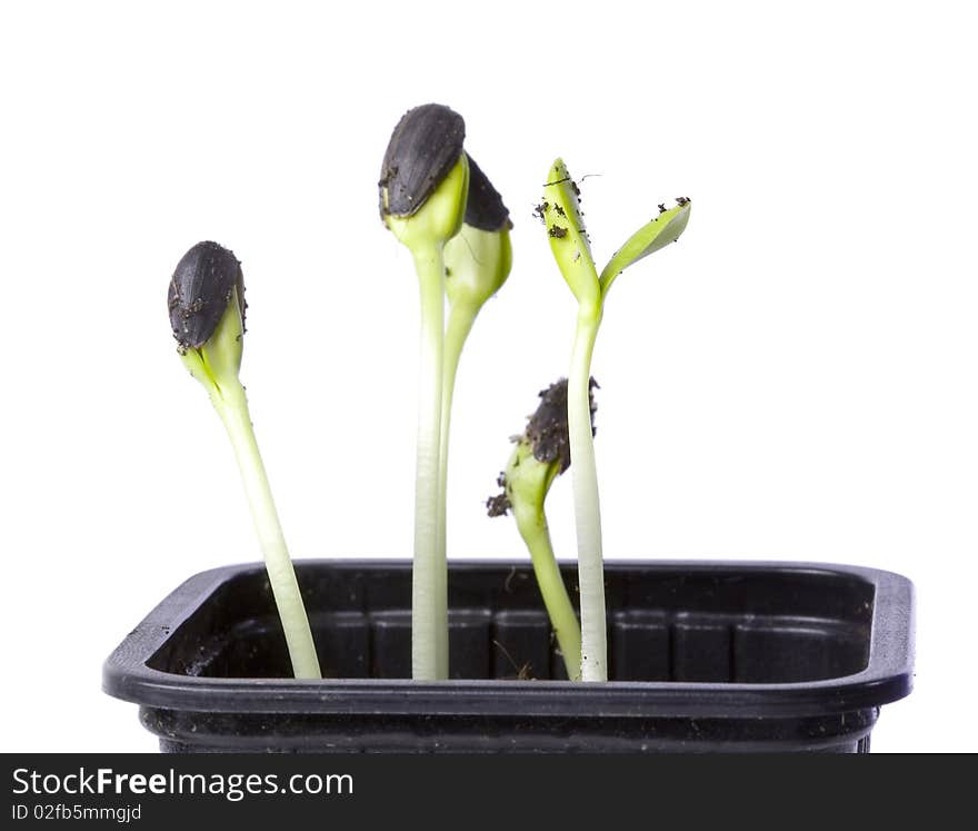 Macro shot of small green seedlings