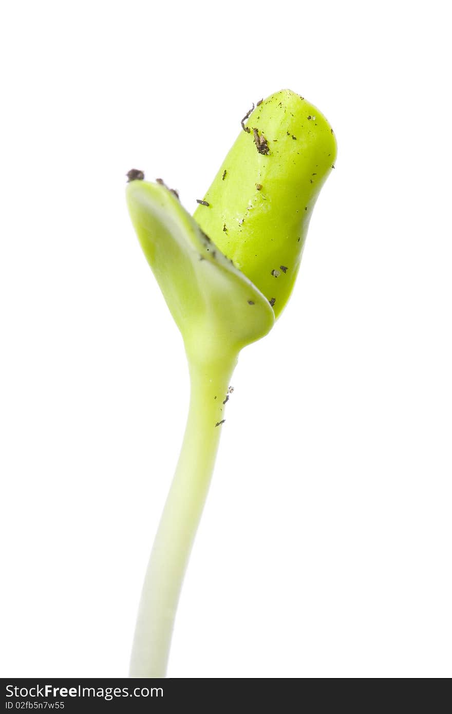 Macro shot of small green seedling