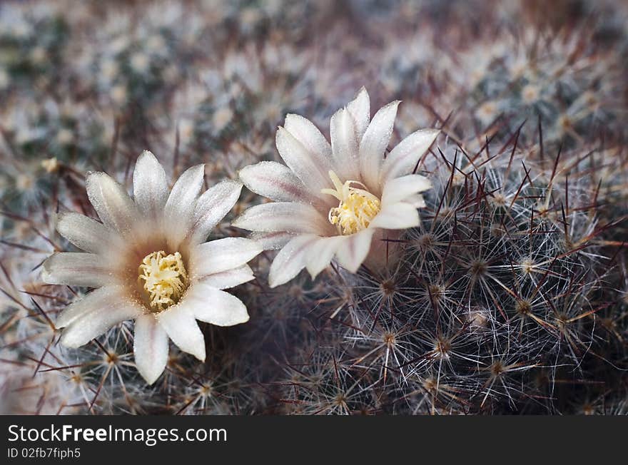 Blossoming cactus