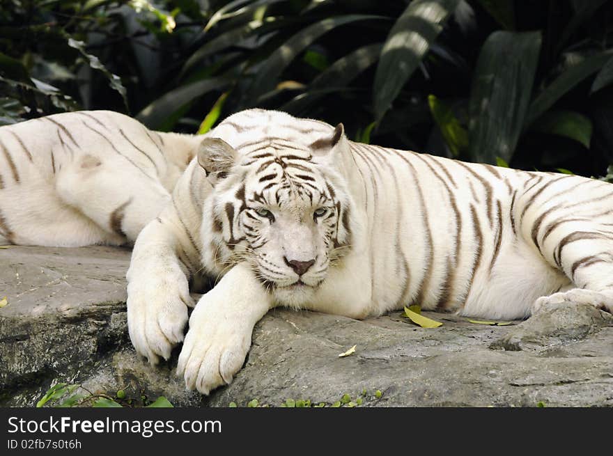 Resting White Tiger