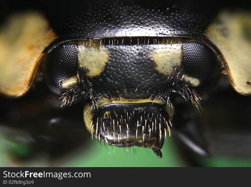 Micrograph  Of Ladybird Head Portrait