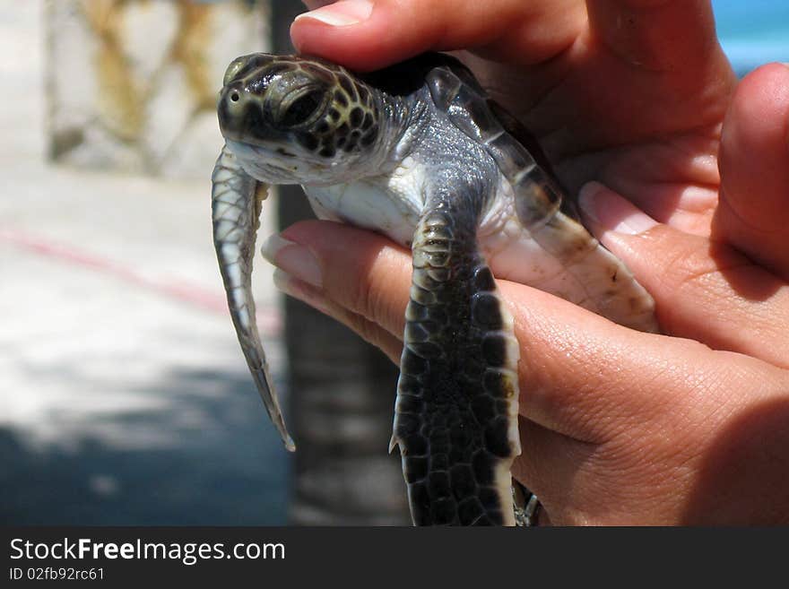 Really cute baby turtle in tourist hands pictured when visiting a turtle farm.