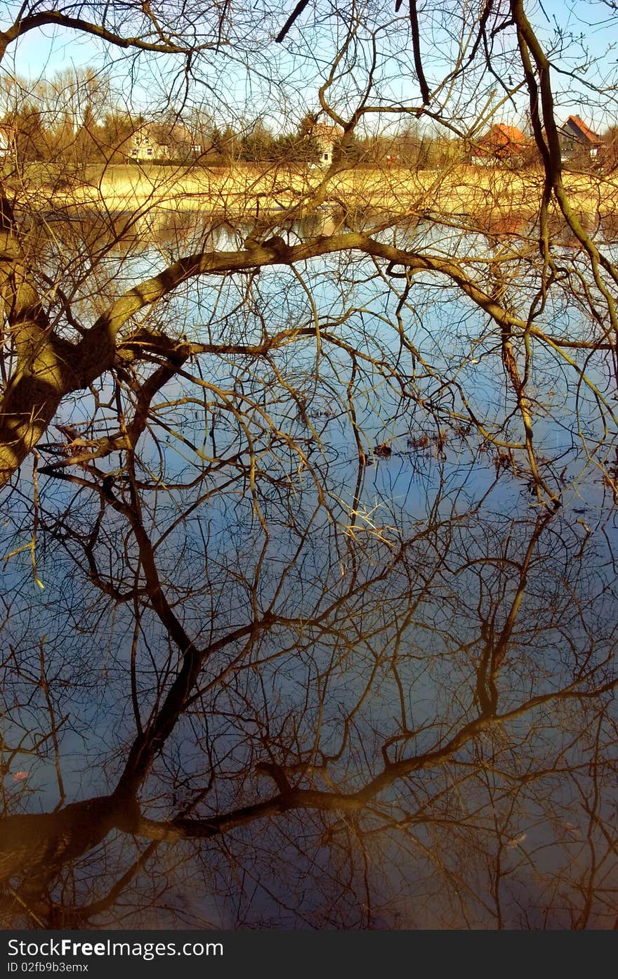 A Strong Branch juts out above a pond