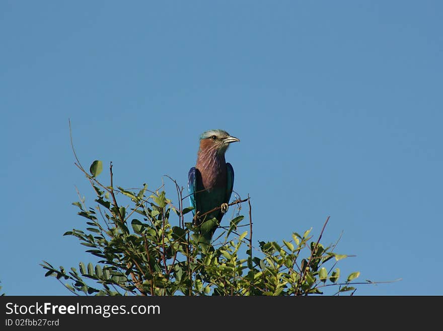 Lilac-breasted Roller sitting on a branch in Kruger National Park. Lilac-breasted Roller sitting on a branch in Kruger National Park