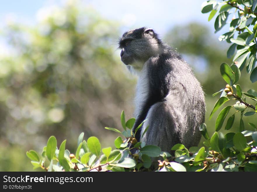 Samango Monkey Sitting In Tree