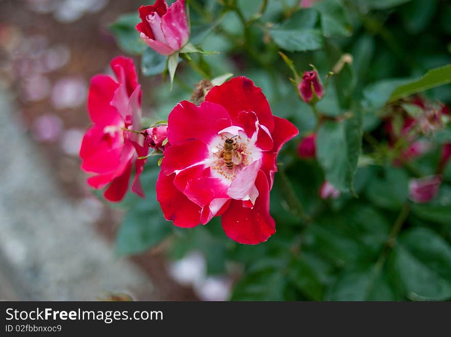 Bee collecting pollen in the beautiful red flowers. Bee collecting pollen in the beautiful red flowers