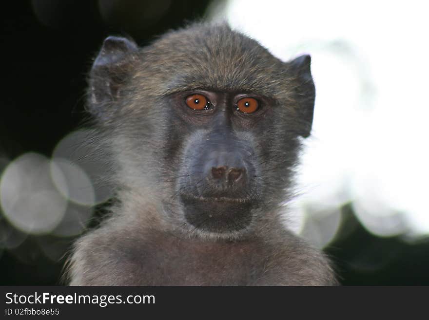 Baboon at the Lajuma Mountain Retreat, South Africa