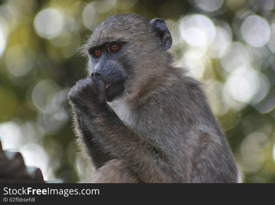 Baboon at Lajuma Mountain Retreat, south africa