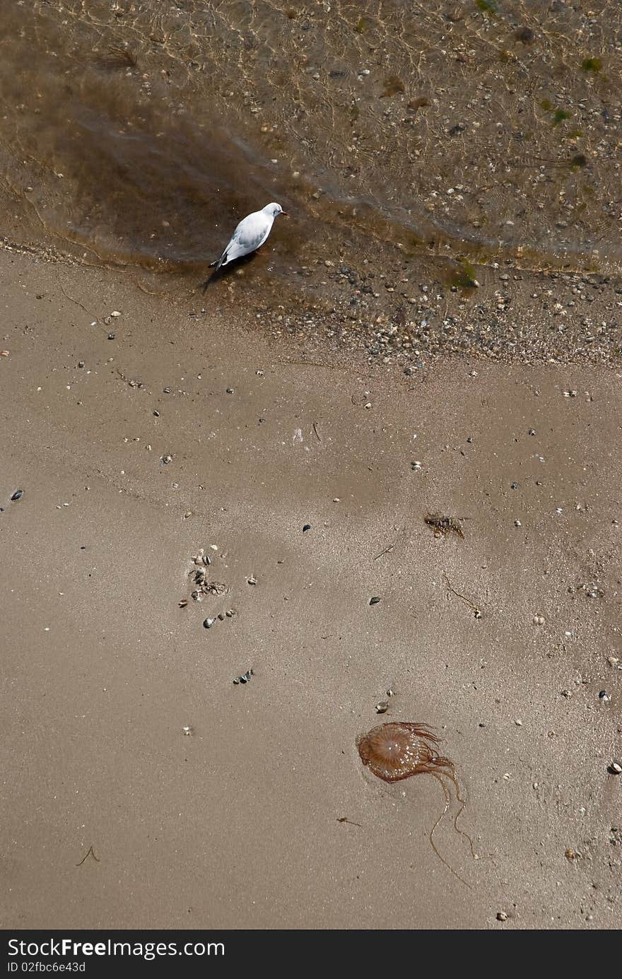 Jellyfish and the seagull by the sea of japan